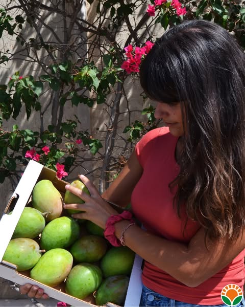 Mango Biologico Siciliano Vendita Online a Domicilio