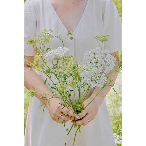 Ammi majus