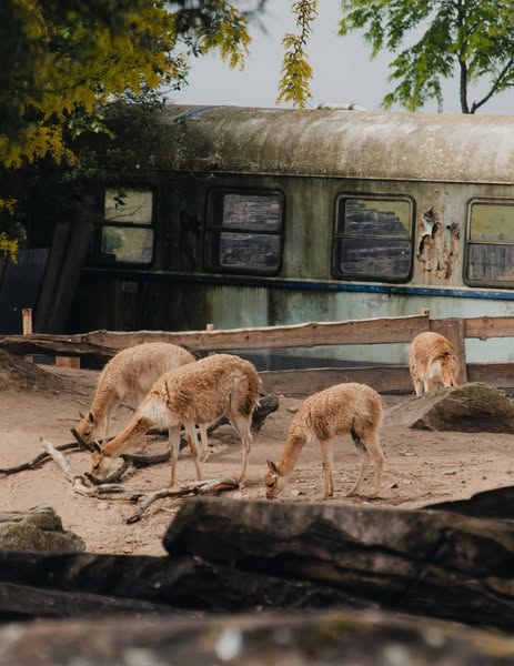 Maak de mooiste dierenfoto's