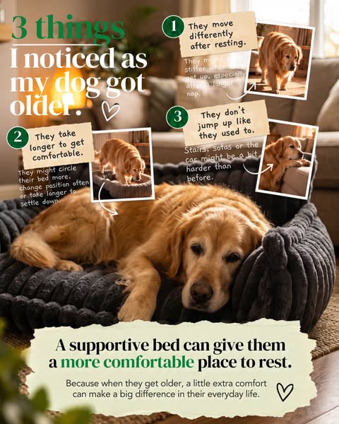 Everything an older dog needs