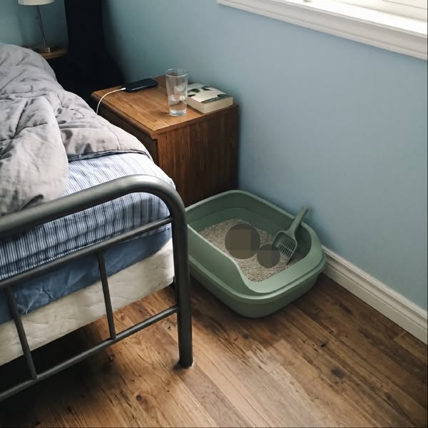 The Cat Smell You Stopped Noticing