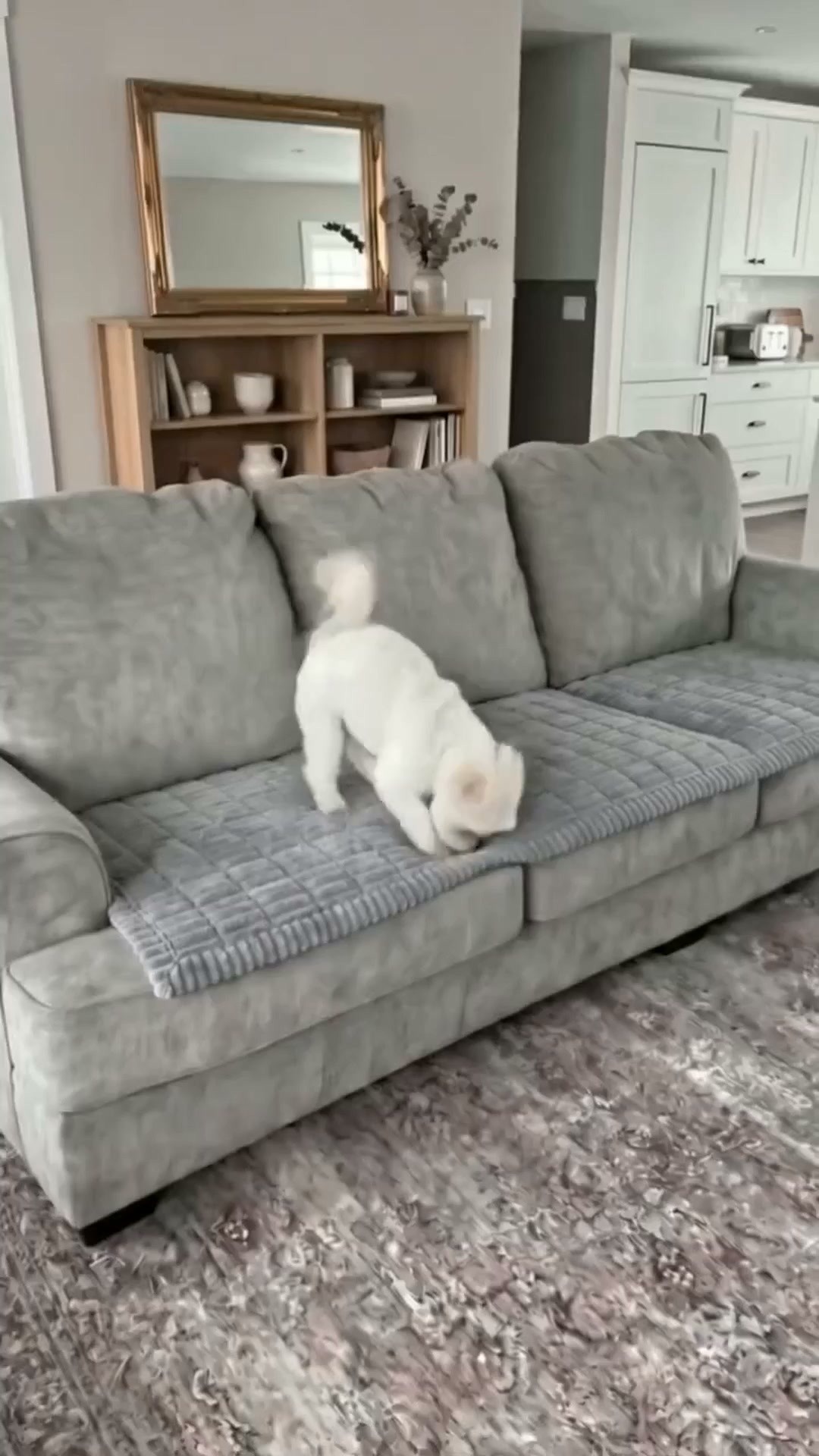 Anúncio de Paw-Cuddels.com