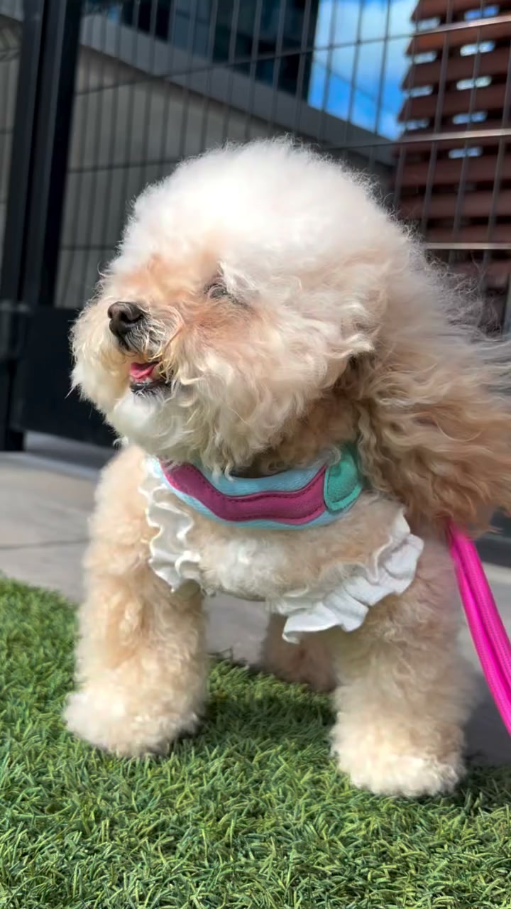 Your New Favorite Leash—20% OFF