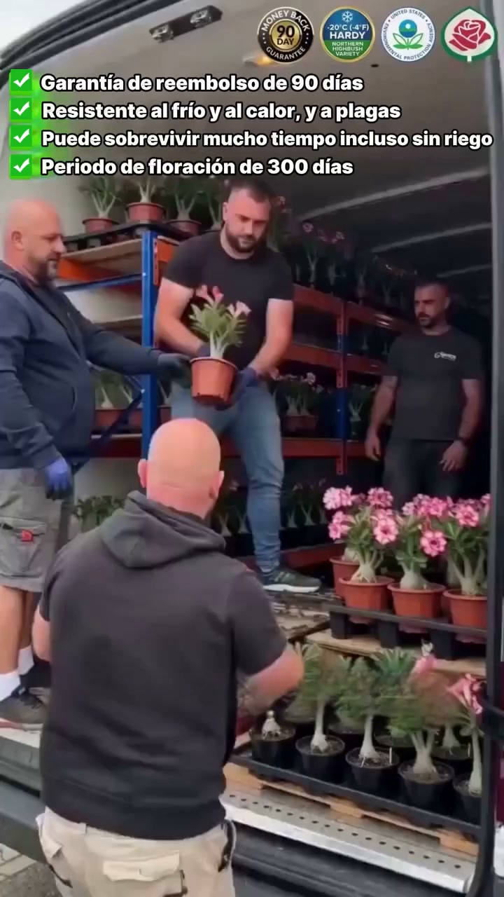 ¡Descubre la magia de la Rosa del Desierto! Prácticamente sin mantenimiento