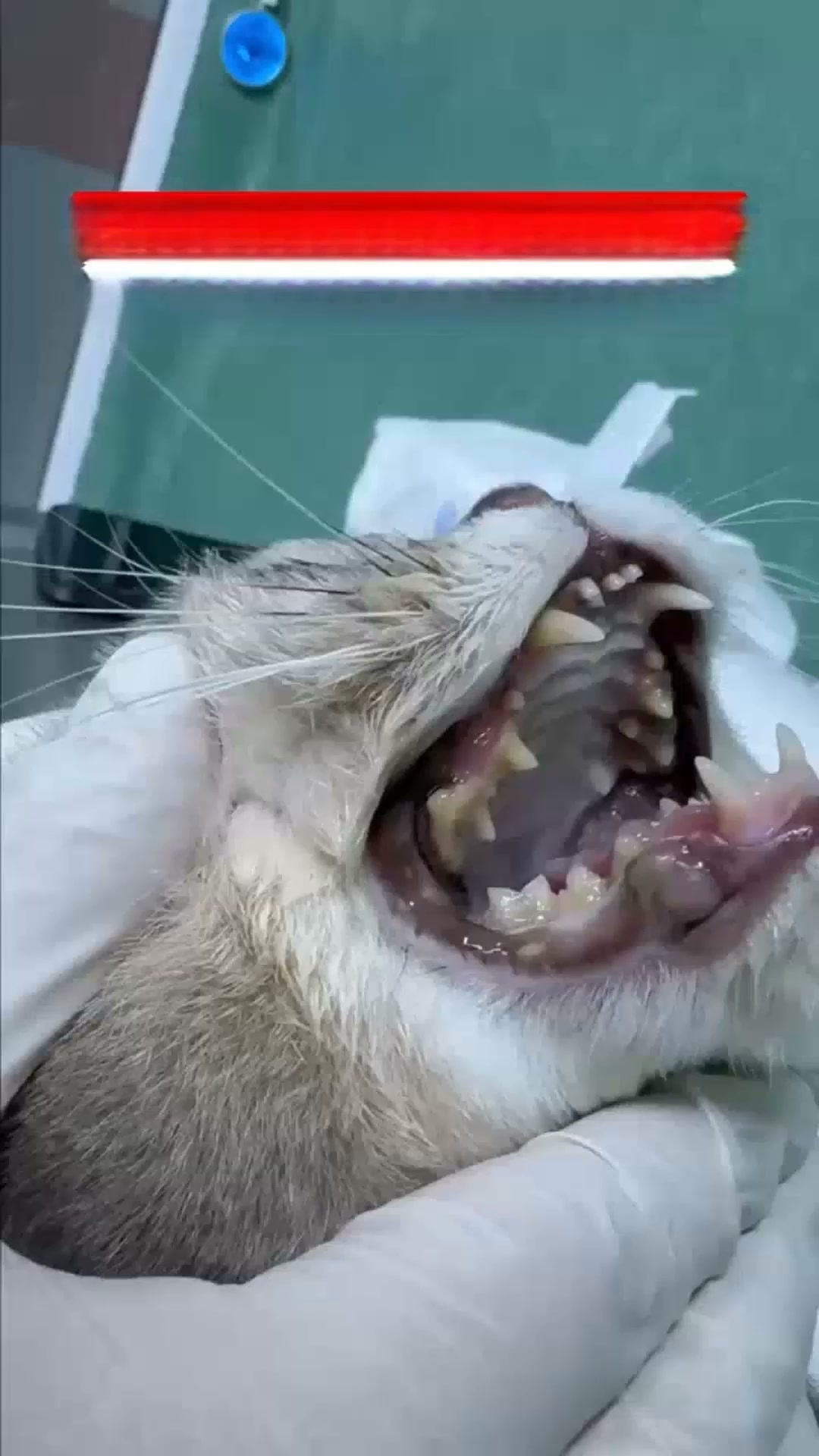 En gladare katt väntar