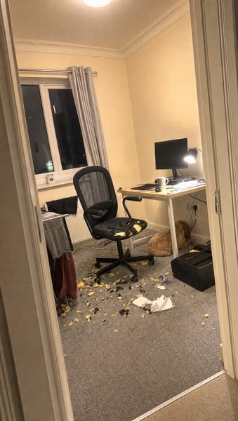 My office called us back three days a week. My Cockapoo ate my desk chair the week the clocks went back