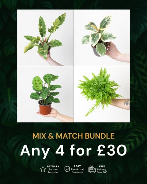 Any 4 for only £30!