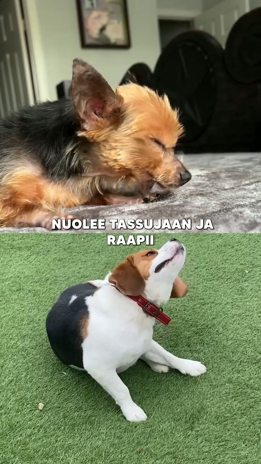 Jos tunnistat jonkin näistä merkeistä, kokeile näitä tehokkaita purupaloja