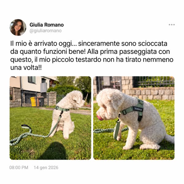 Guinzaglio in regalo con la pettorina