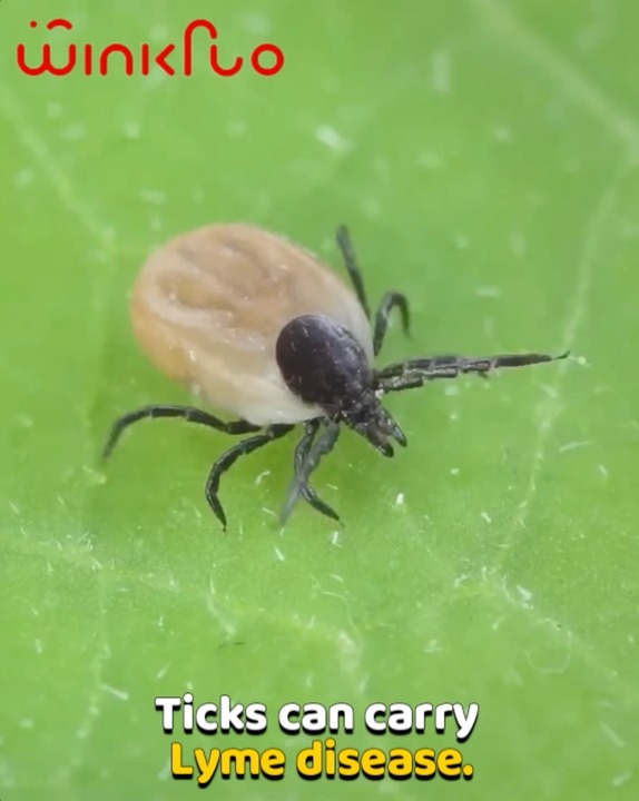 Repel Ticks Instantly with Repello!