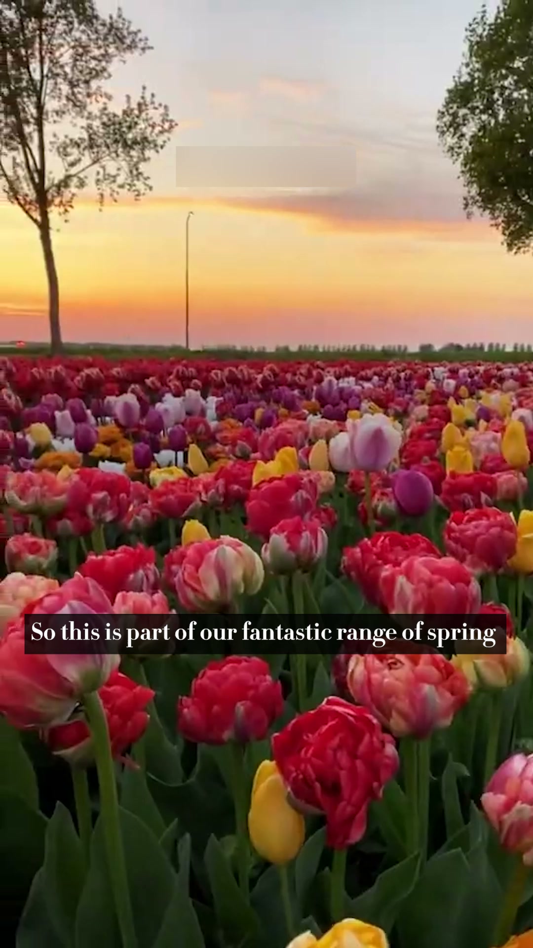 Spring Flowering Bulbs