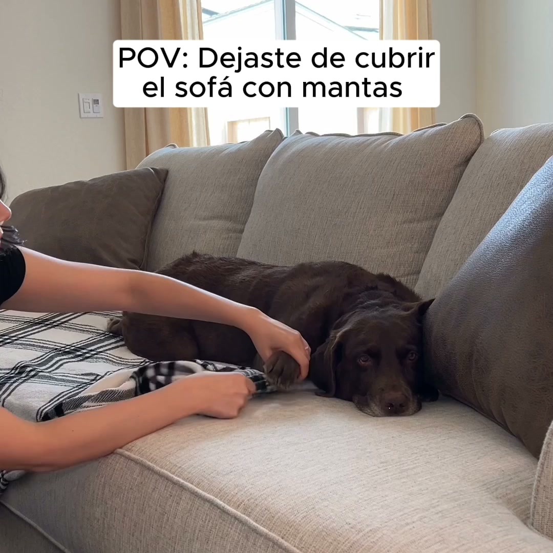 Protege tu Sofá