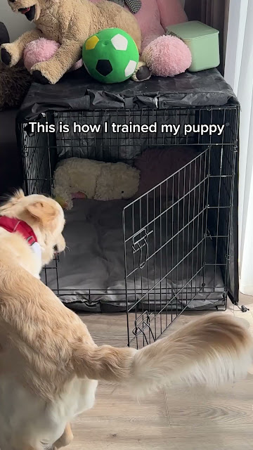 Get the revolutionary dog training book!