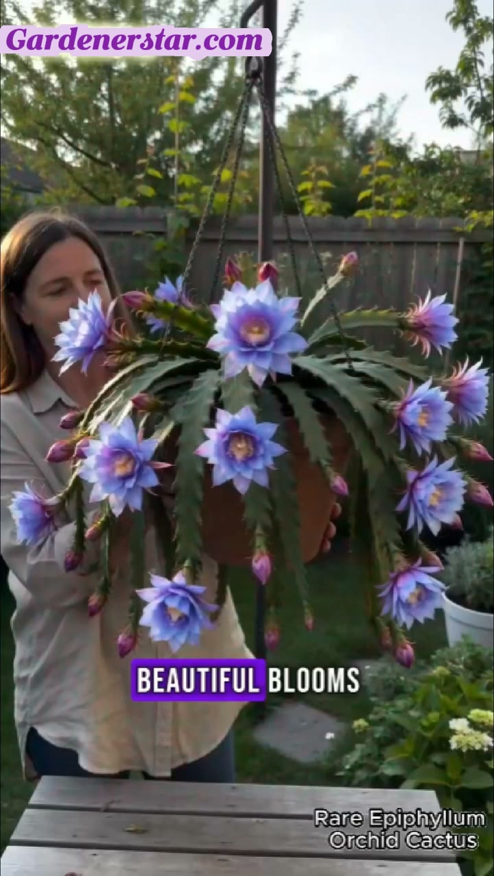 Rare Epiphyllum Orchid Cactus – Stunning Exotic Blooms