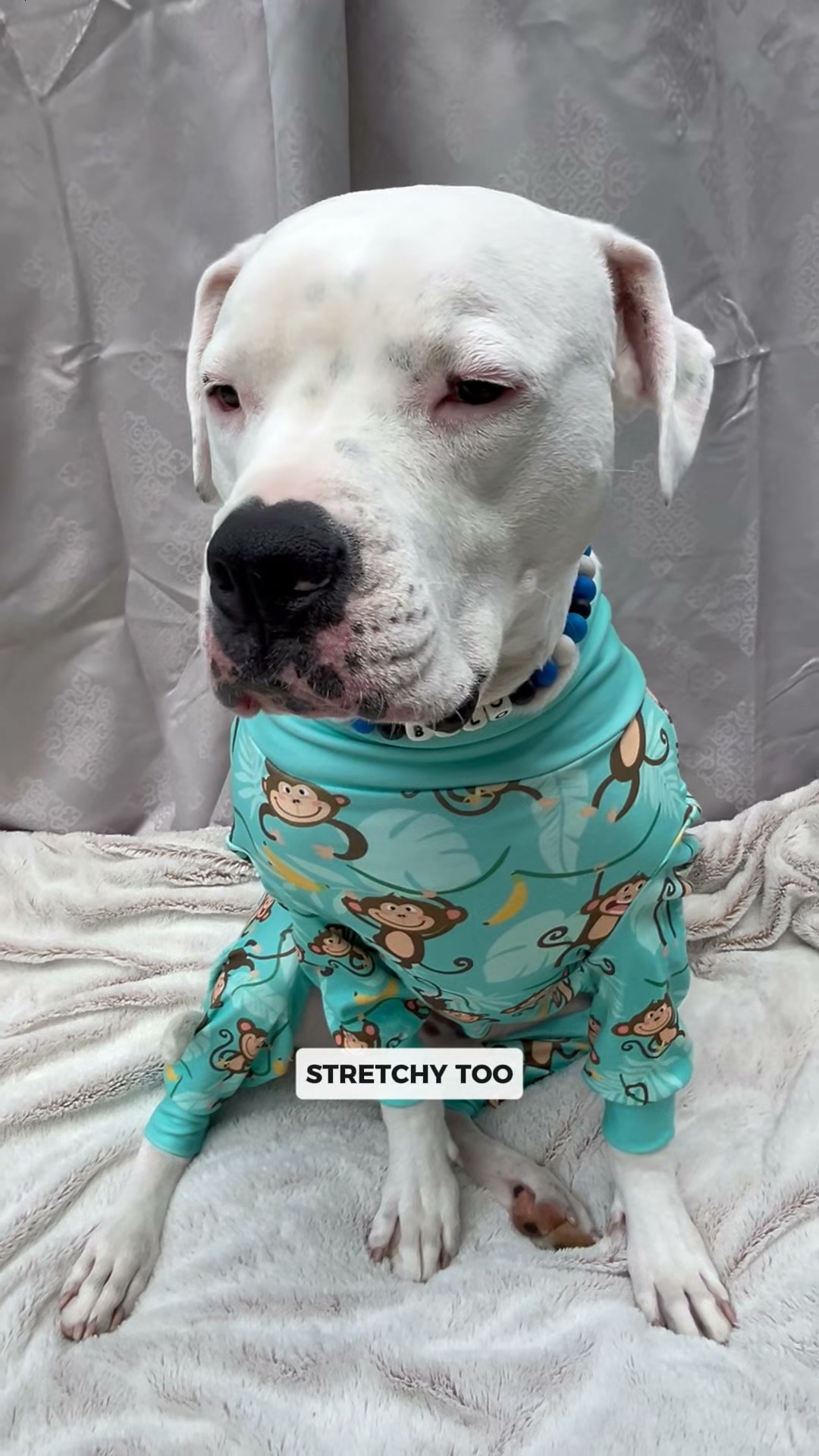 Worn by 2M+ Dogs