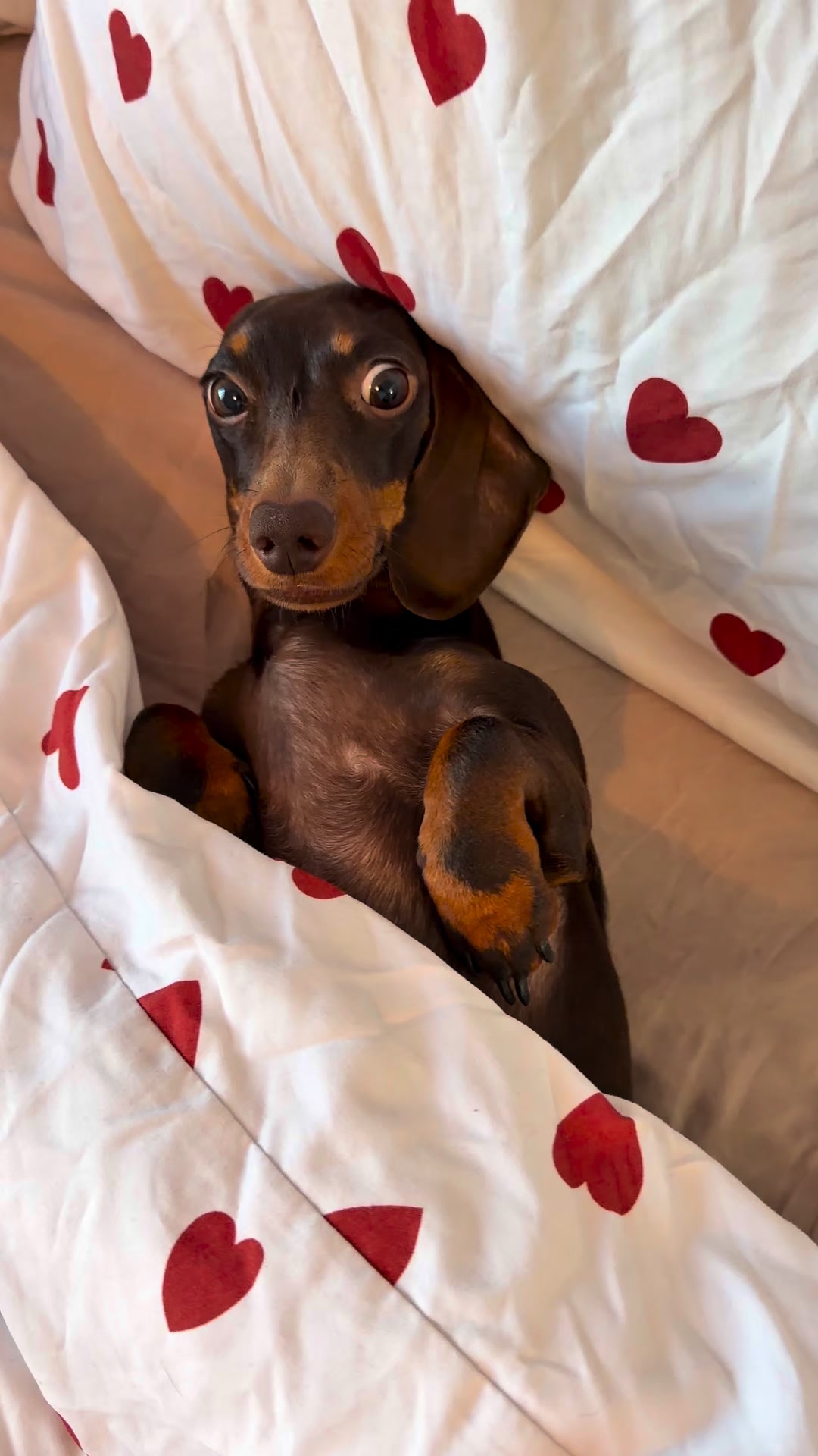 Trusted by 10,000s pet owners worldwide