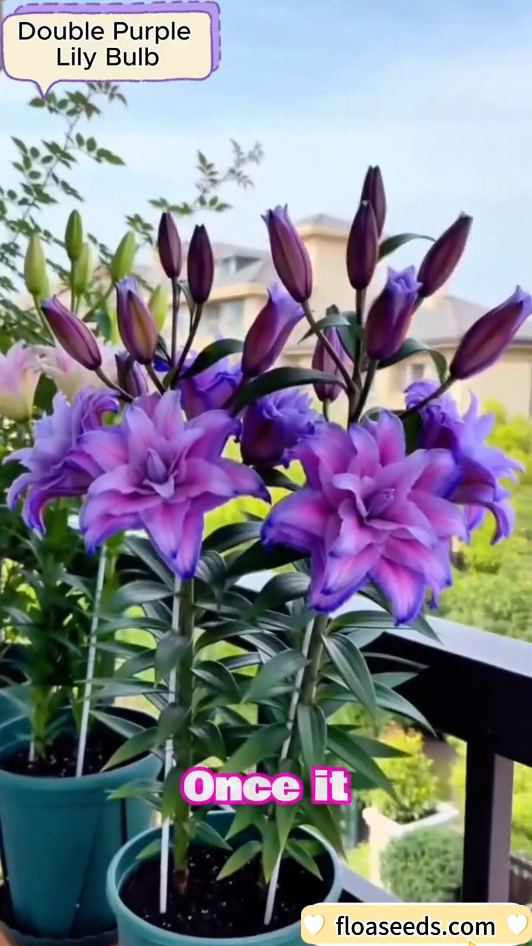 Easy to Grow, Fast Blooming Perfect for Beginners