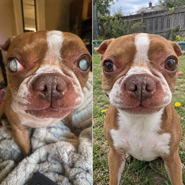 Cloudy Dog Eyes? Never Ignore This.