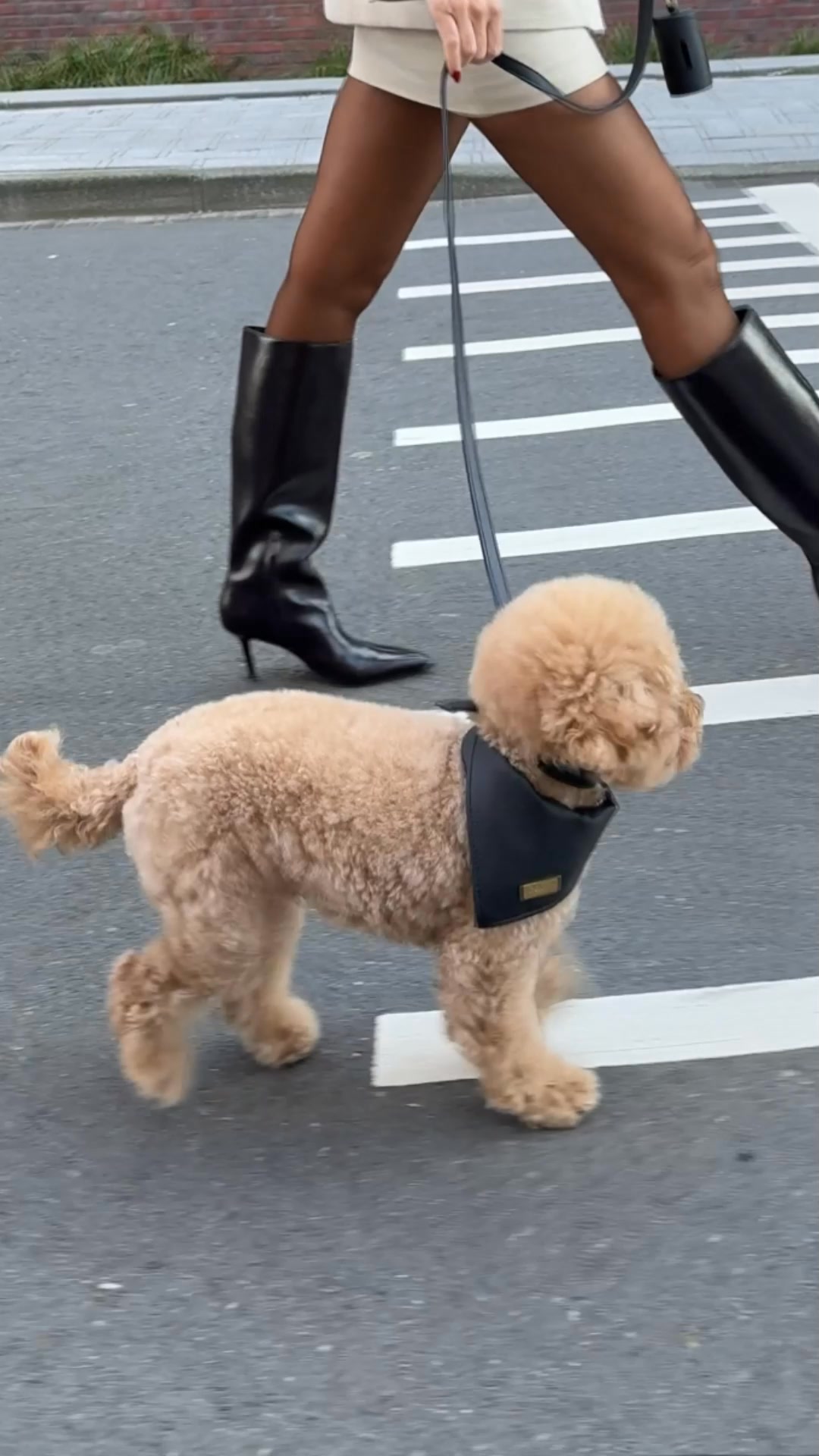 Italian luxury. Designed for dogs.