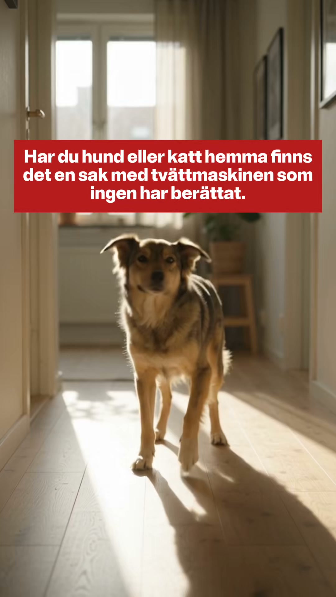 Enzymkapslar för tvättmaskinen