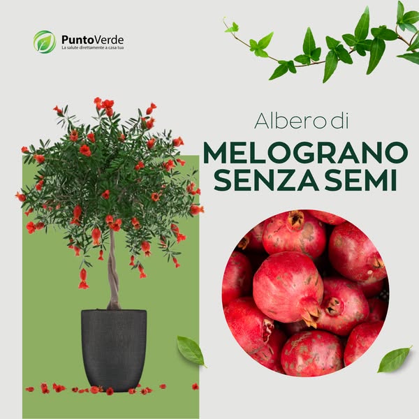 Albero di Melograno Senza Semi