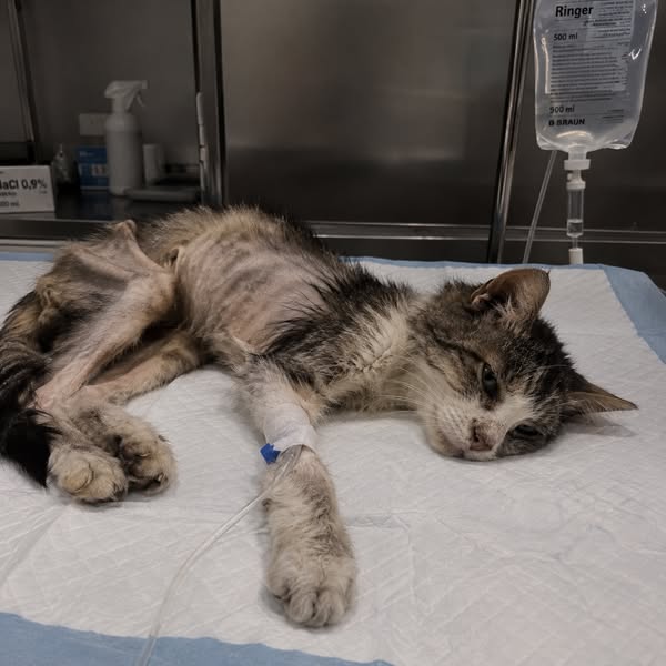 Leggi questo se hai un gatto