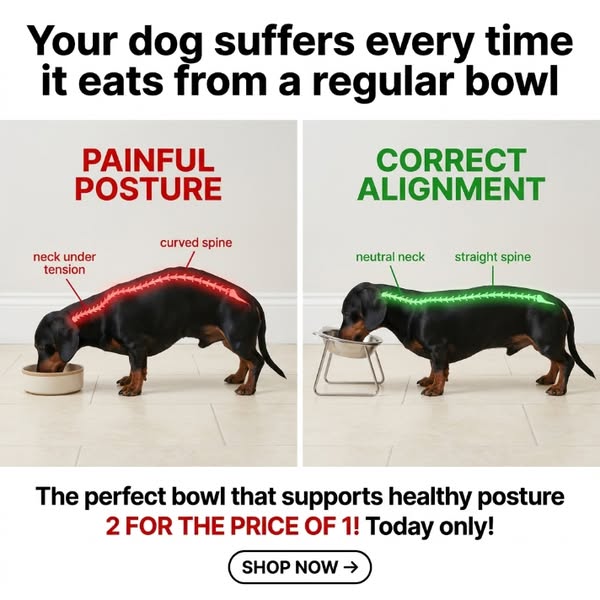 Your Pet Is Straining Their Neck Every Single Meal — Here Is the Simple Fix