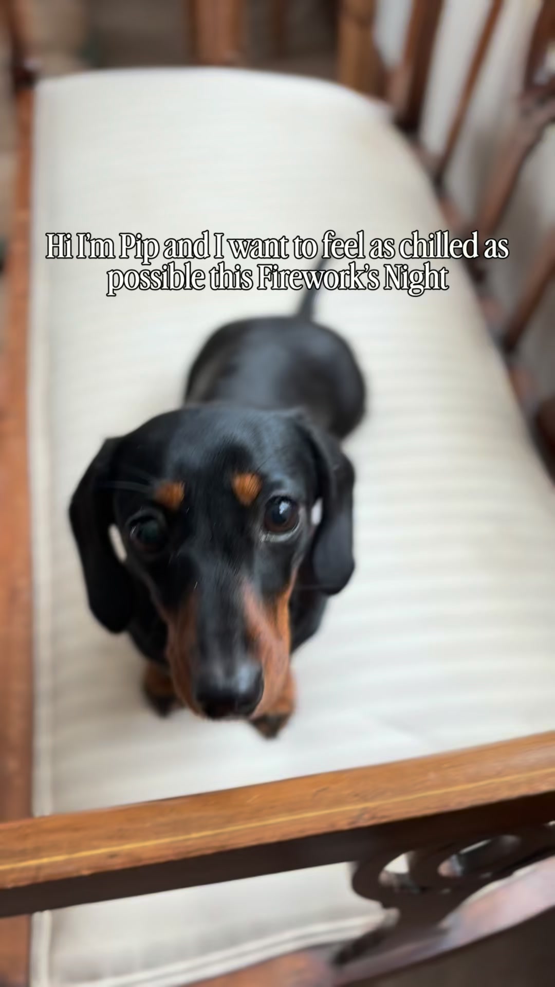 Prep Your Dog for Fireworks