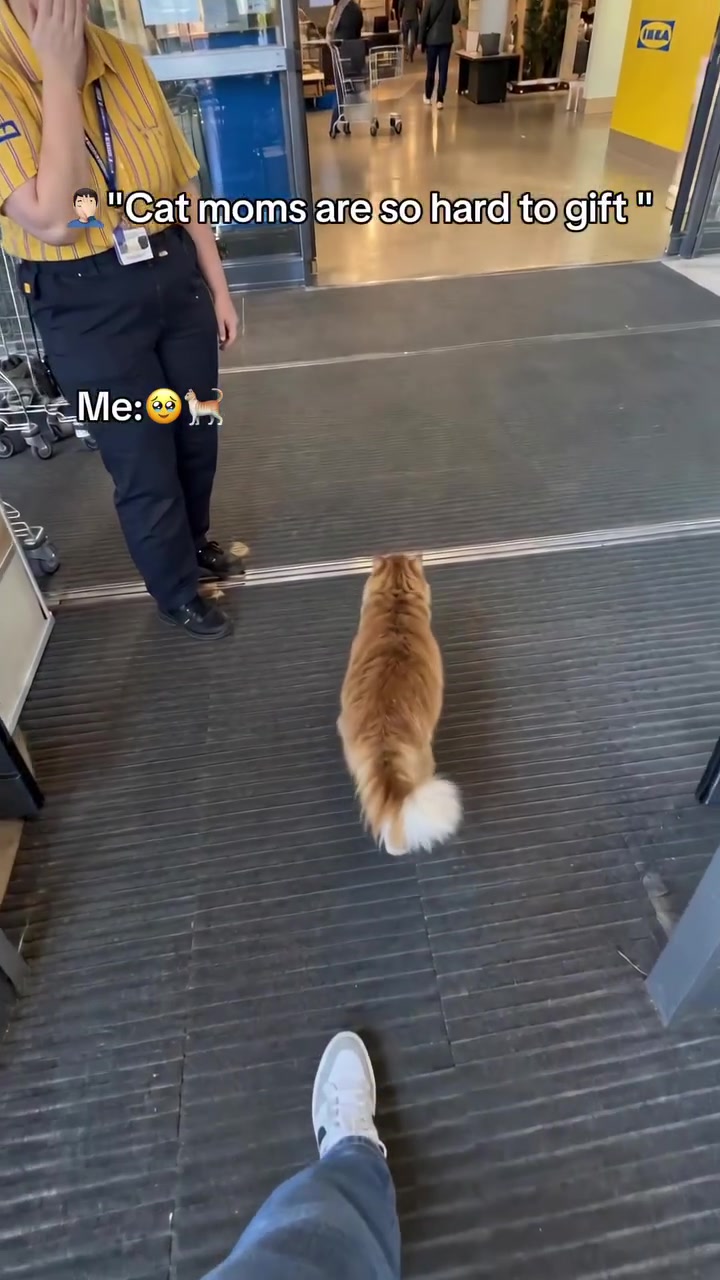 Your Cat's New Favourite Spot