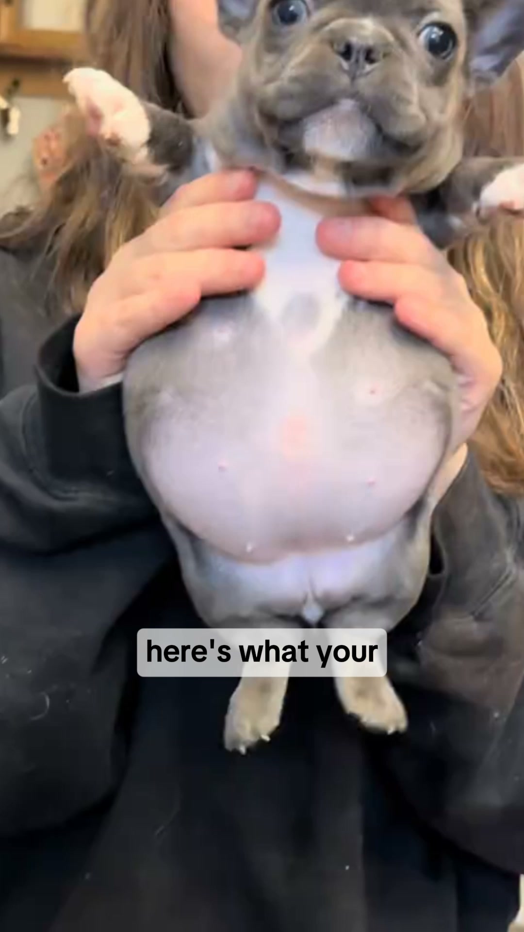 Flush Out What Doesn't Belong – Get Your Dog Back