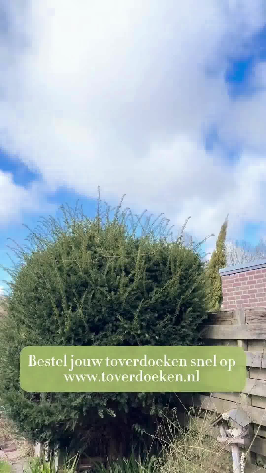 Shop de Toverdoeken! EASY & STREEPLOOS SCHOONMAKEN