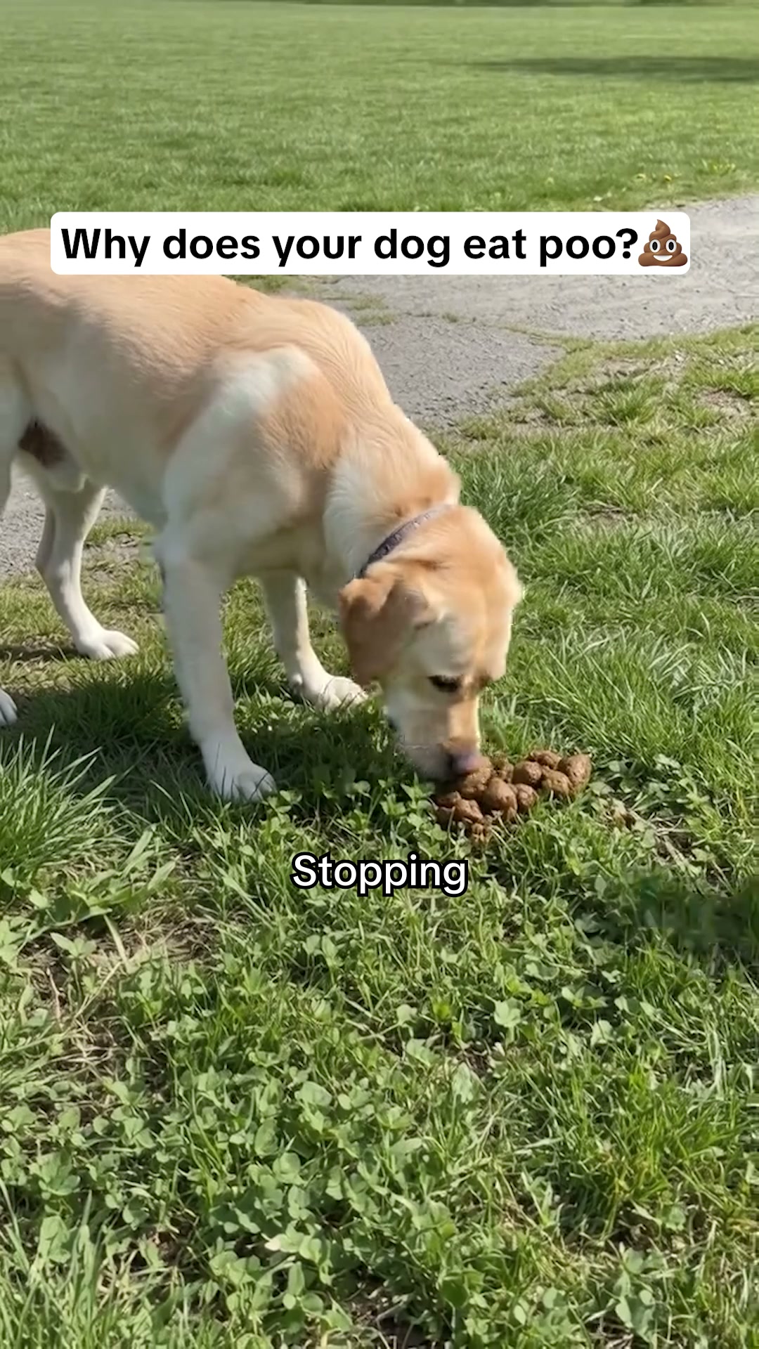 Help Your Dog Today