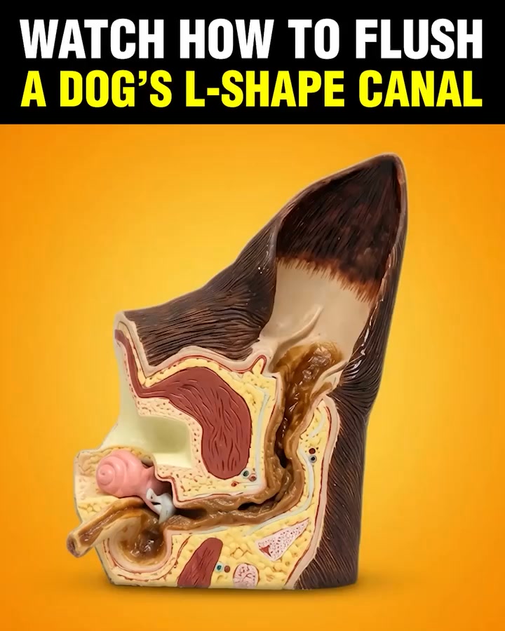 Do THIS to clean Gunky Dog Ears (Genius)