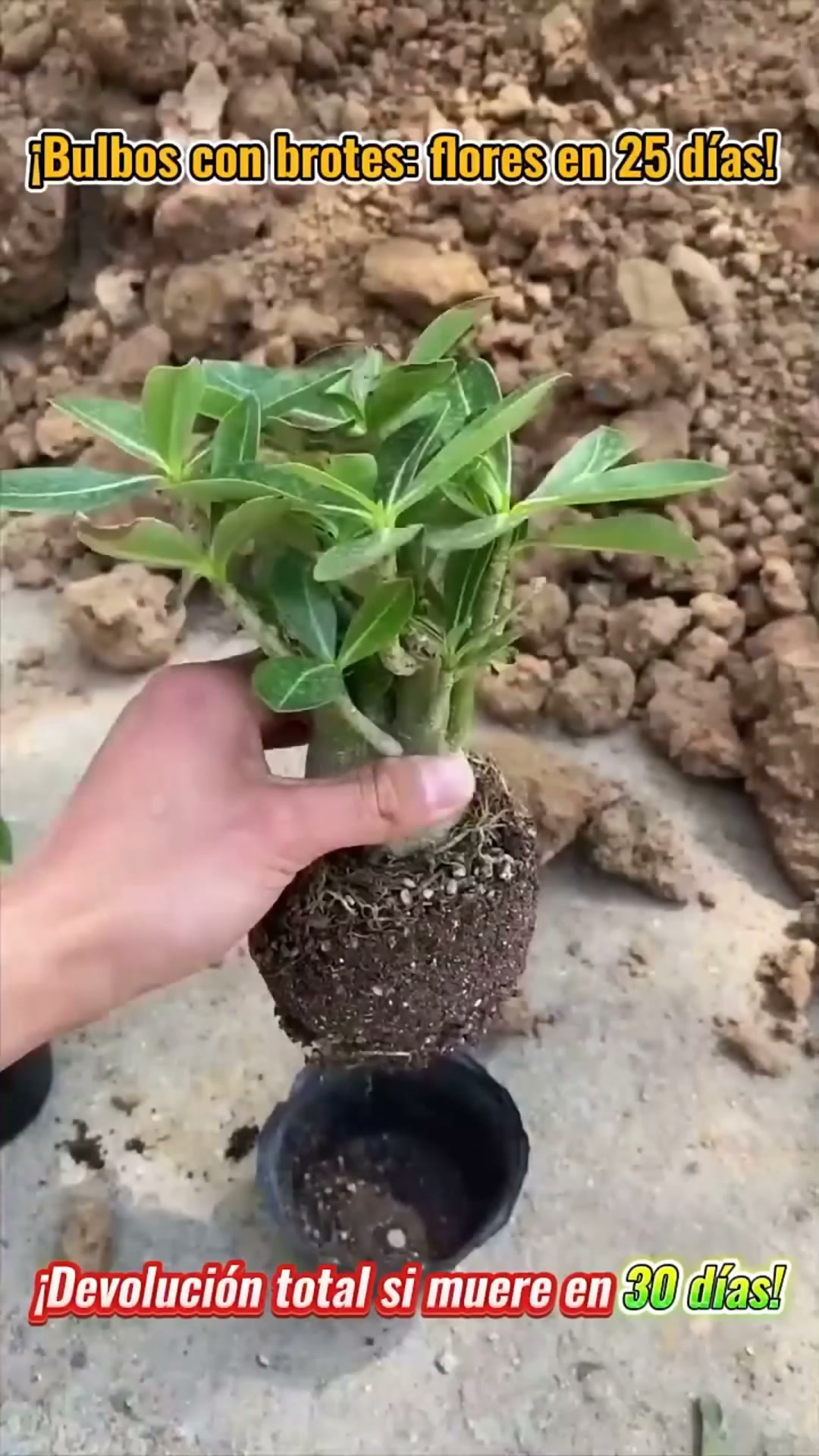 ¡La planta que arrasa en Europa! Sin esfuerzo, sin complicaciones y con una floración espectacular que enamora a todos.