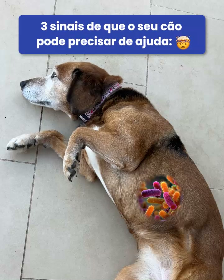 Probióticos SciPet para Cães