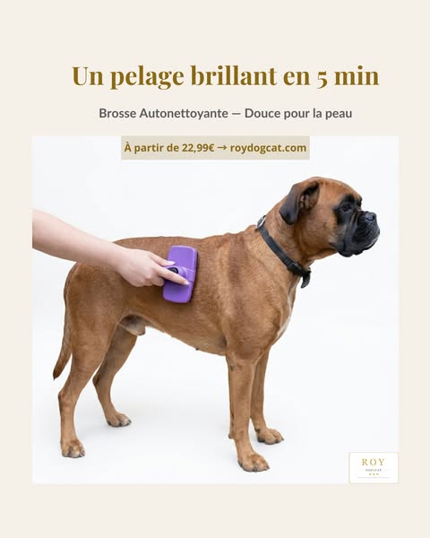 Brosse Autonettoyante — La Brosse qui se Vide Toute Seule
