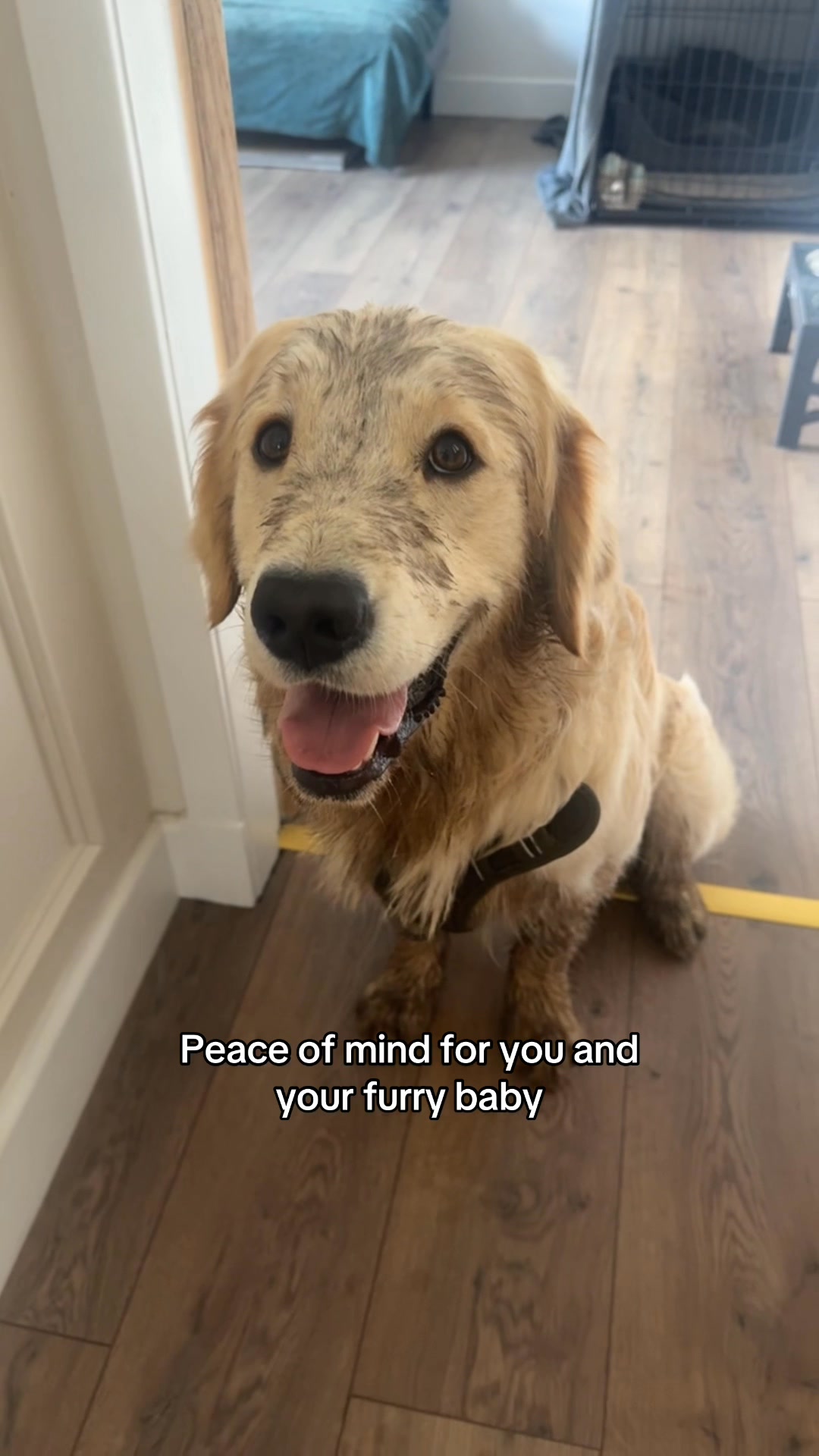 Trusted by 10,000s pet owners worldwide