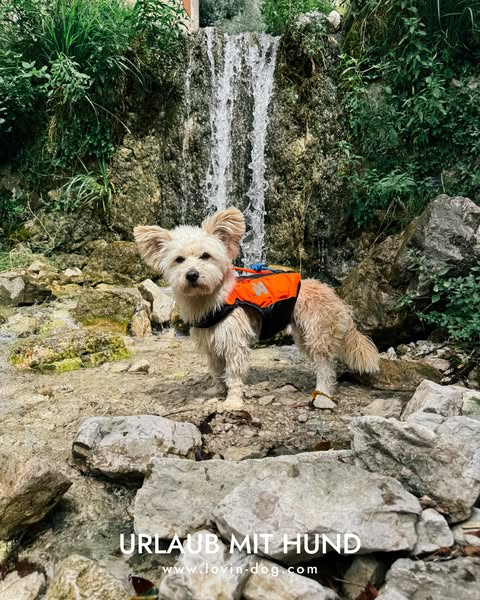 Für Abenteuerhunde