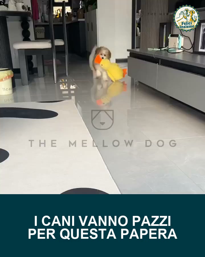 La papera che lo stanca da solo