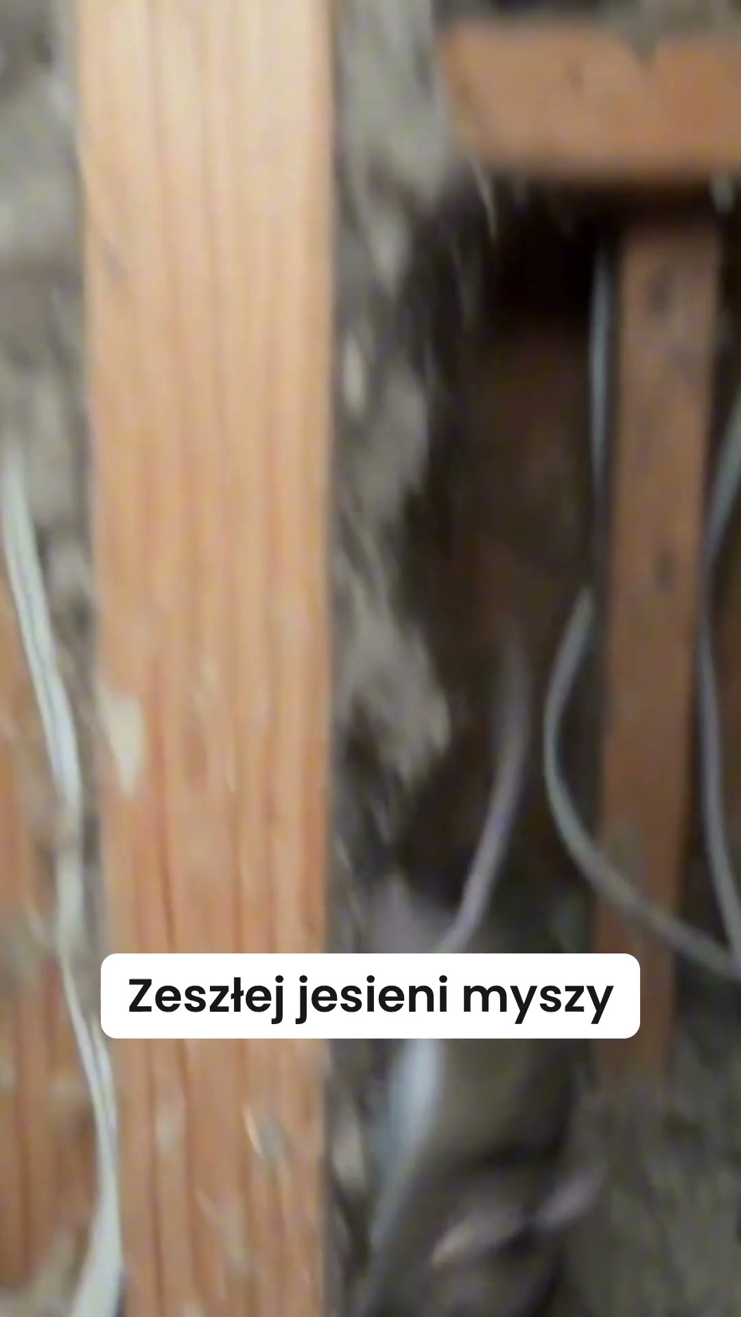 W tym roku zanim wrócą