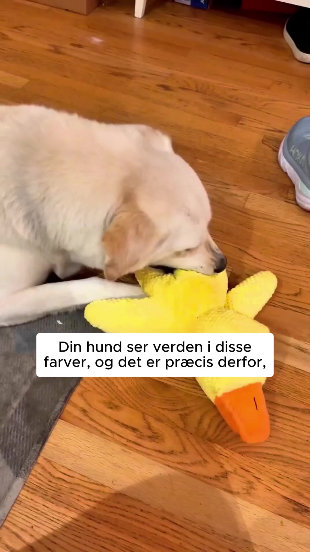 Reducerer stress og rastløshed hos hunde 4,8/5