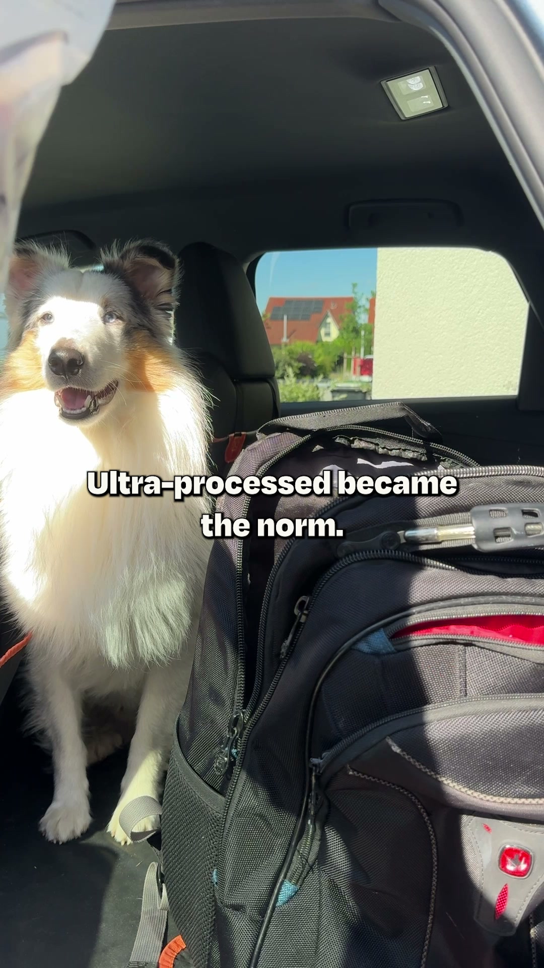 Done with ultra-processed food? So is your dog.
