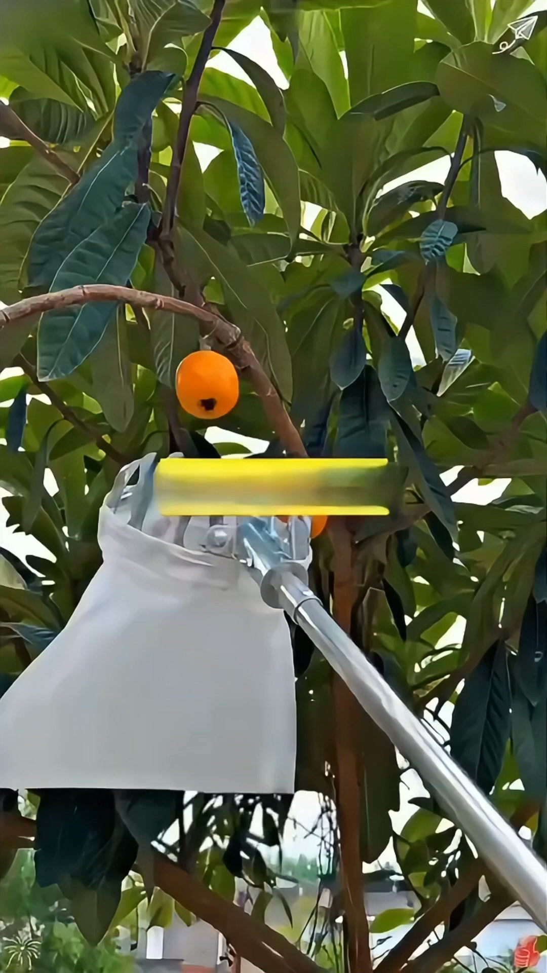 Praktisk frugtplukker med hovedkurv til nem og skånsom høst af frugt fra træerne