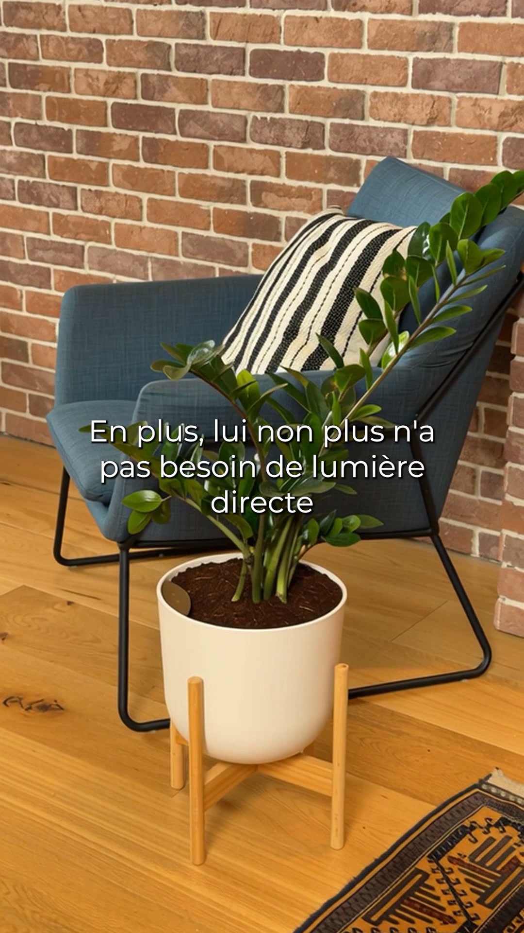 Des plantes qui s'arrosent toutes seules