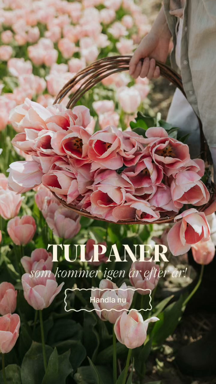 Återkommande Tulpaner