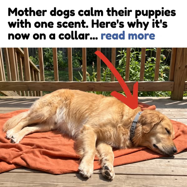 What Mother Dogs Knew
