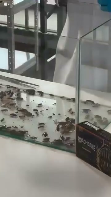 Anúncio de Ddmory shop