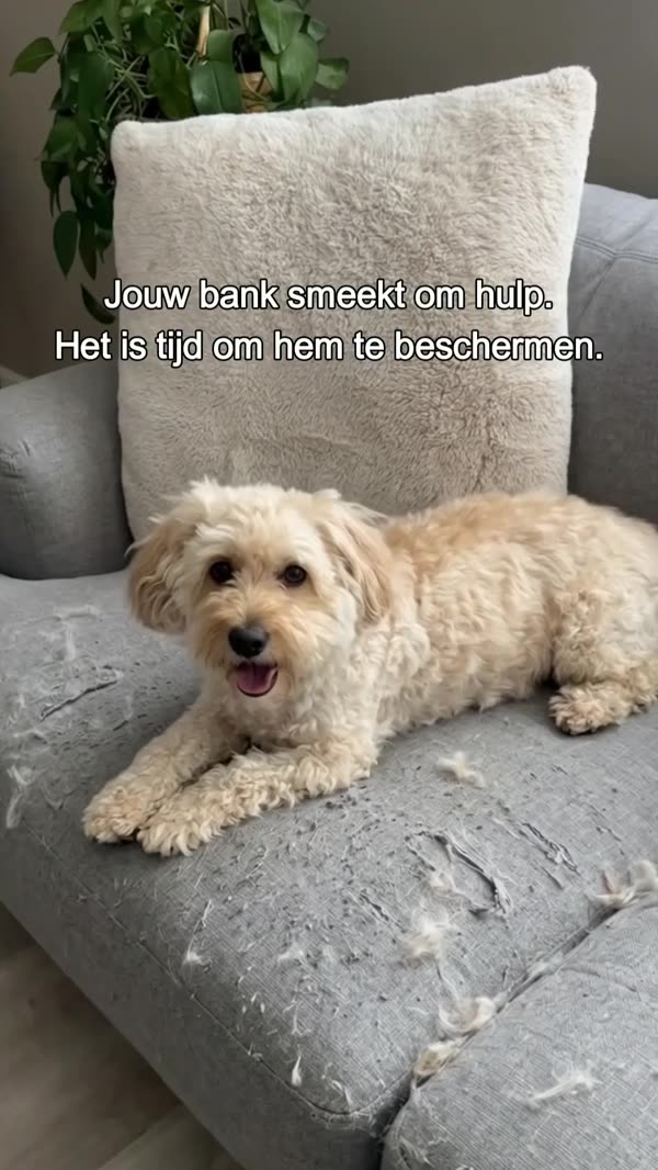 Hond op de bank? Geen probleem