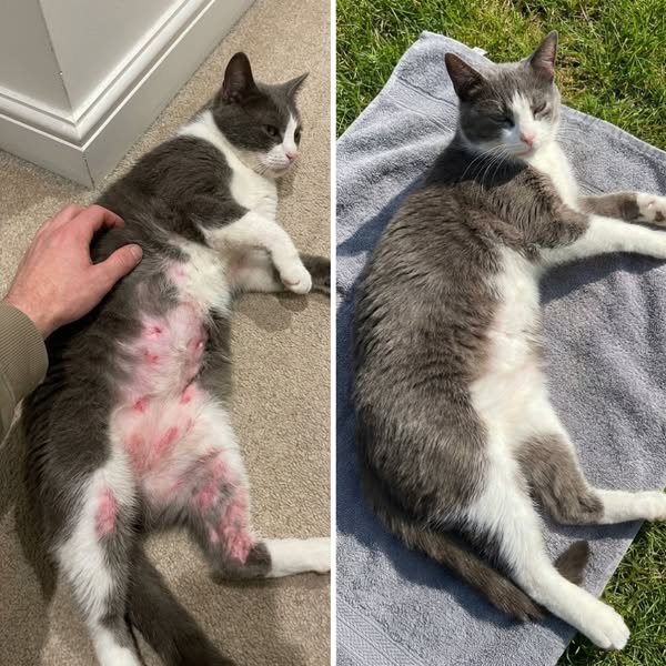 If your cat's kidney disease never ends, read this