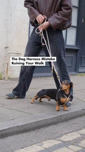 The Dog Harness Mistake Ruining Your Walk